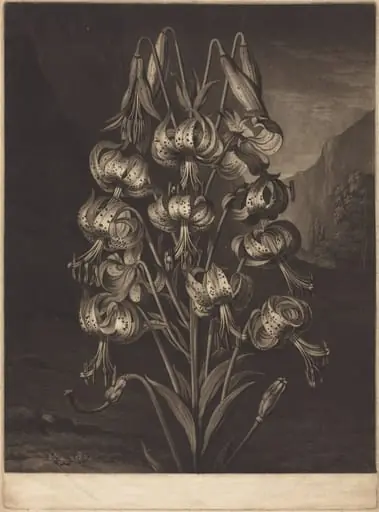 The Superb Lily, by William Ward