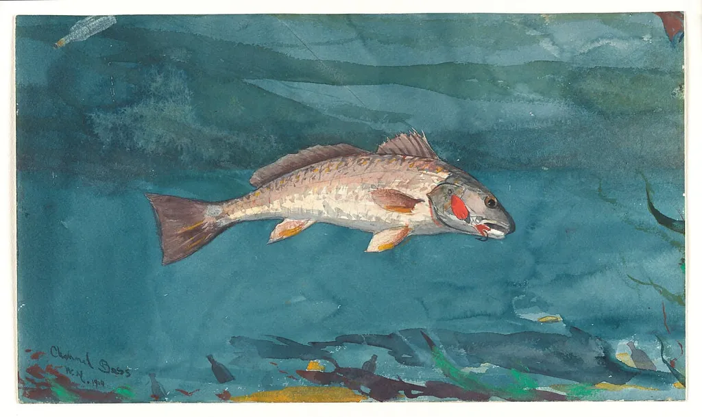 Channel Bass, by Winslow Homer, watercolor, 1904