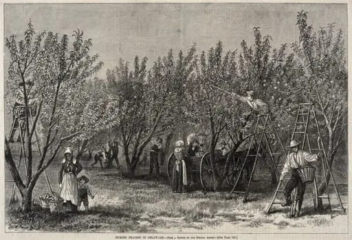 Picking Peaches in Delaware, by Winslow Homer