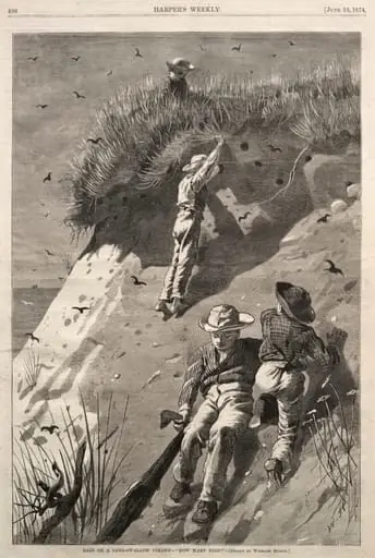 Raid on a Sand-Swallow Colony - "How Many Eggs?", by Winslow Homer