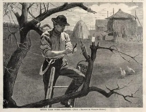 Spring Farm Work - Grafting, by Winslow Homer