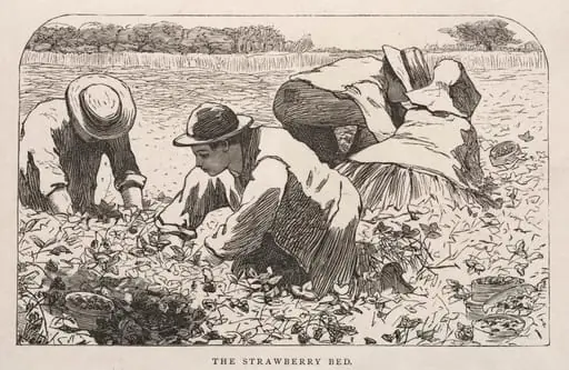 The Strawberry Bed, by Winslow Homer