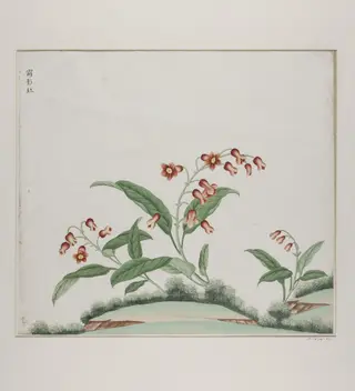 xiang ying hong