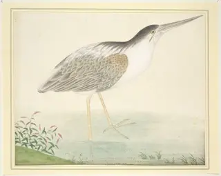 Yellow Bittern