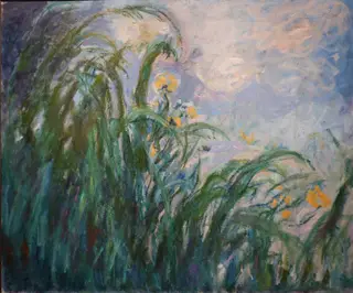 Yellow irises