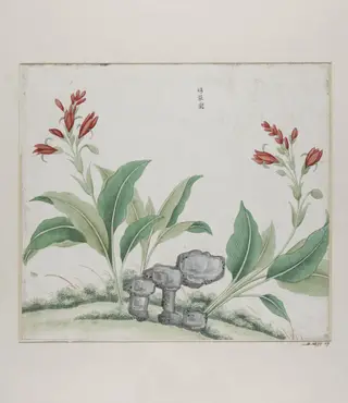 Yi luo lan