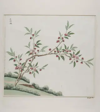 Yu dong tao