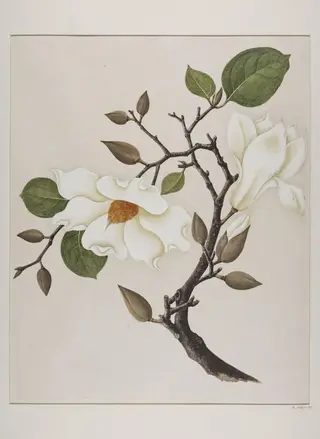 Yu-Lan