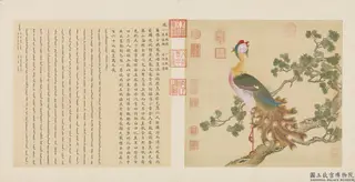 Documentary Albums of Birds