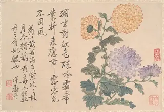 清   惲壽平 菊花圖  冊頁|Chrysanthemums, by Yun Shouping