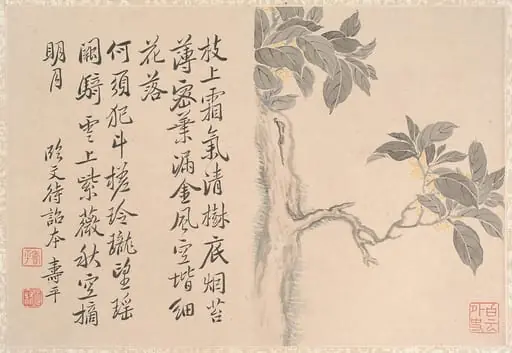 清 仿惲壽平 桂花圖 冊頁|Cassia Tree, by Yun Shouping|Unidentified artist