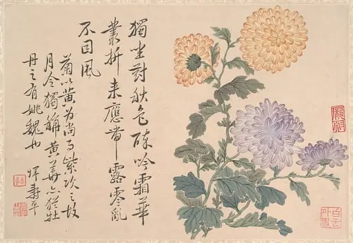 清 惲壽平 菊花圖 冊頁|Chrysanthemums, by Yun Shouping|Unidentified artist