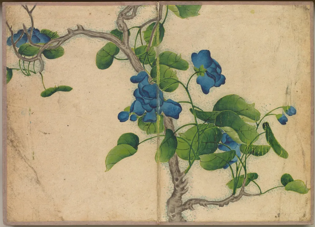 Desk Album: Flower and Bird Paintings (Climbing Blue Flowers), by Zhang Ruoai, unspecified, 1704