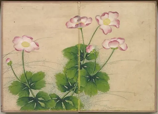 Desk Album: Flower and Bird Paintings (mallow flowers), by Zhang Ruoai