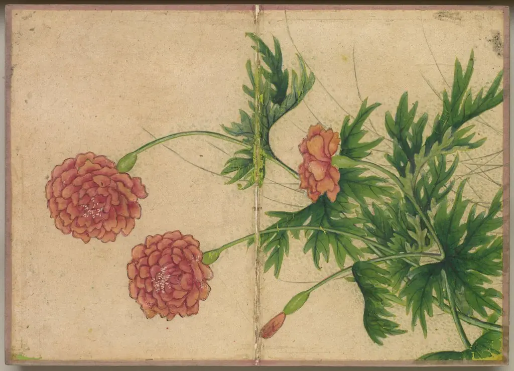 Desk Album: Flower and Bird Paintings (Peony), by Zhang Ruoai