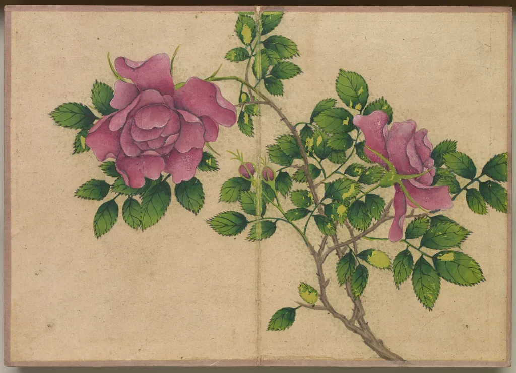 Desk Album: Flower and Bird Paintings (Rose), by Zhang Ruoai, unspecified