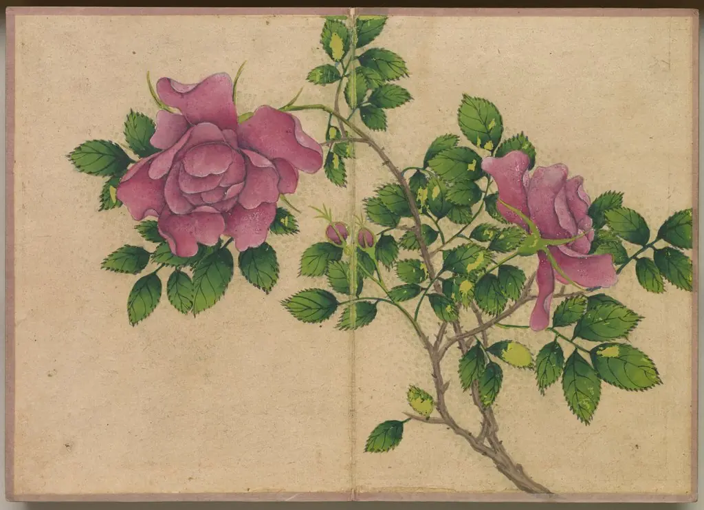 Desk Album: Flower and Bird Paintings (Rose), by Zhang Ruoai