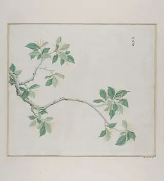 Zhen Zhu lan