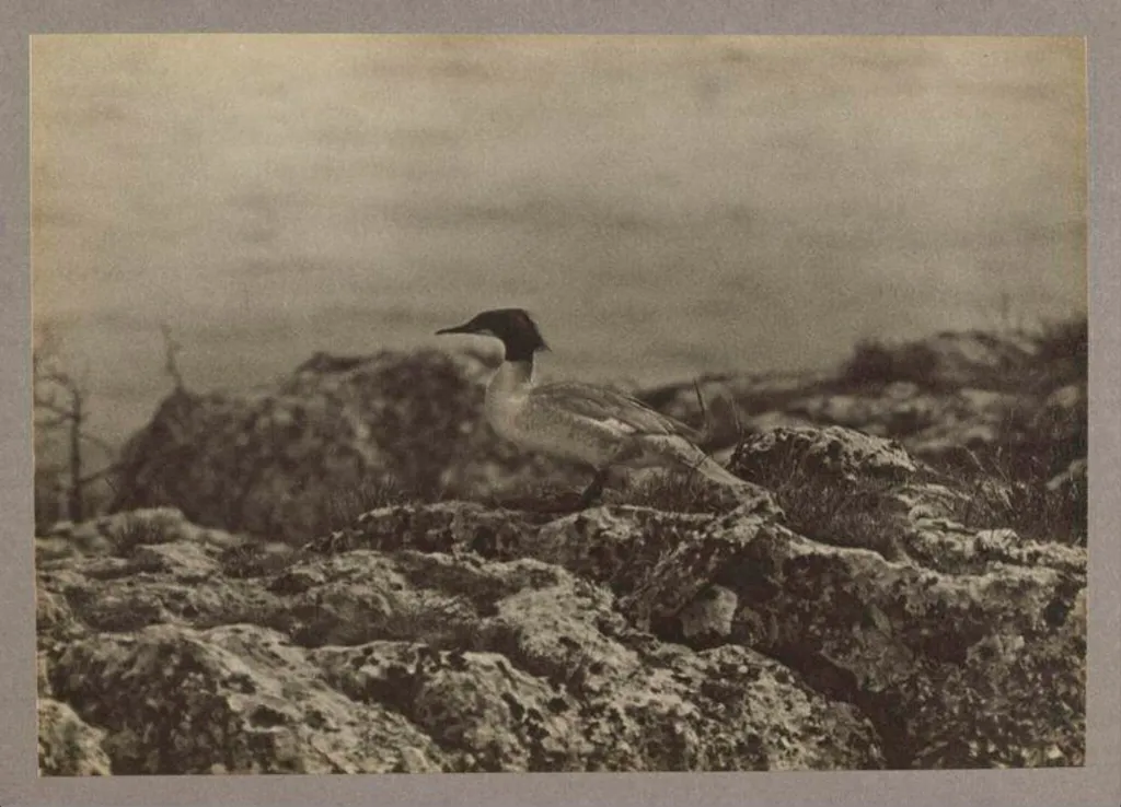 A Goosander, by Zoological Photographic Club, photographic