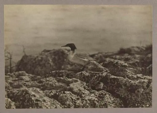 A Goosander, by Zoological Photographic Club