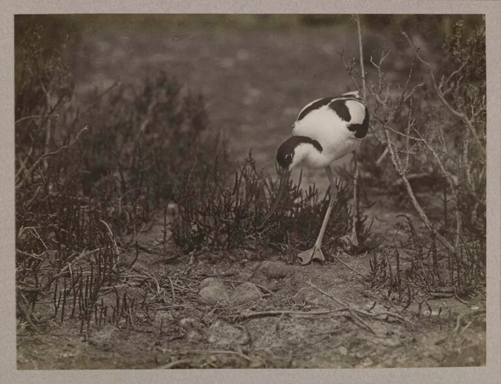 Avocet, by Zoological Photographic Club, photographic