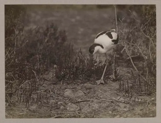 Avocet, by Zoological Photographic Club