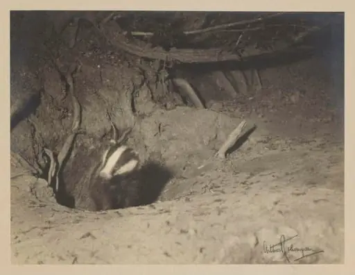 Badger