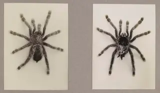 Bird-eating Spider