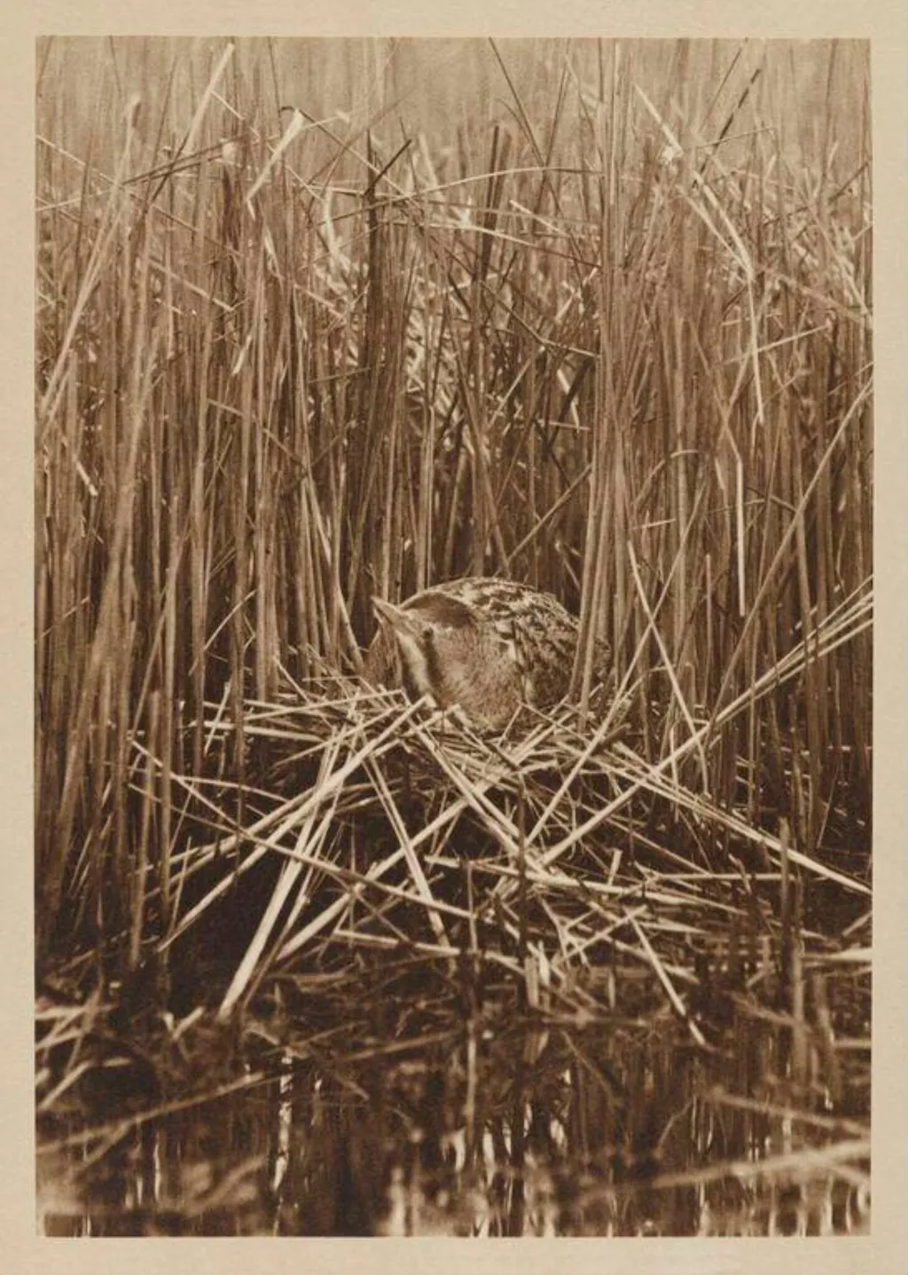 Bittern at Nest, by Zoological Photographic Club, photographic