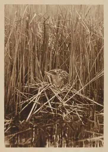 Bittern at Nest, by Zoological Photographic Club
