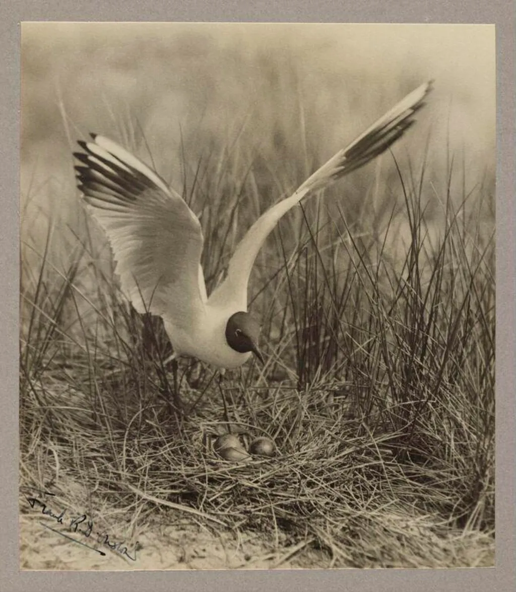 Black-headed Gull, by Zoological Photographic Club, photographic