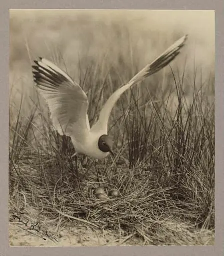 Black-headed Gull, by Zoological Photographic Club