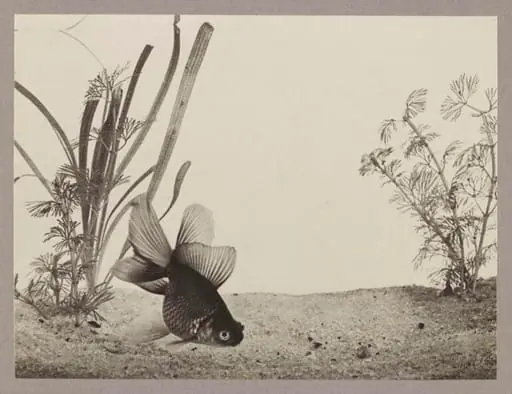 Chinese Telescope Goldfish, by Zoological Photographic Club