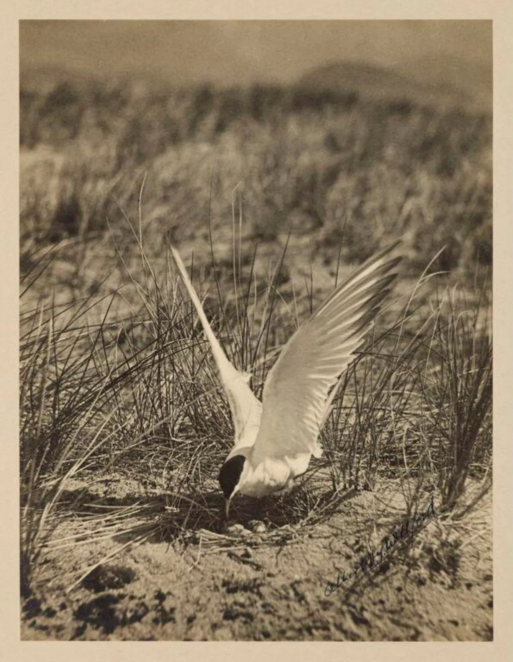 Common Tern, by Zoological Photographic Club, photographic
