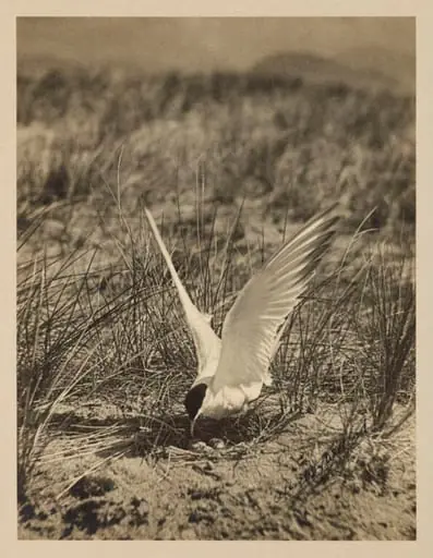 Common Tern, by Zoological Photographic Club