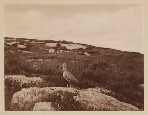 Curlew, by Zoological Photographic Club