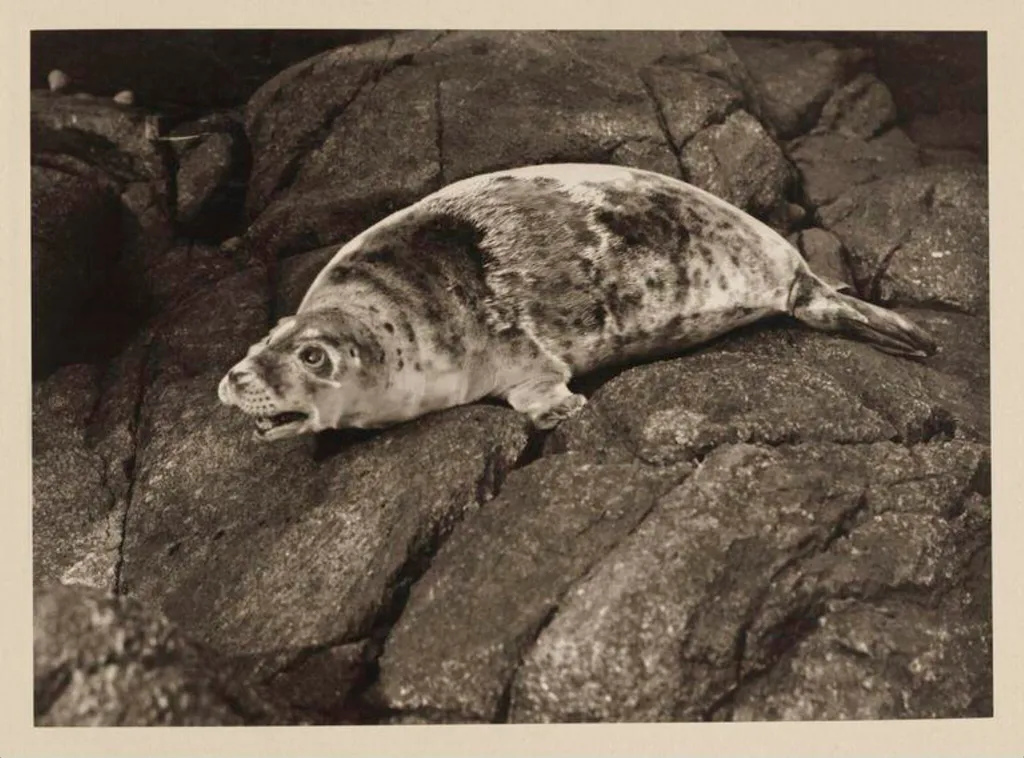 Great Grey Seal, by Zoological Photographic Club, photographic