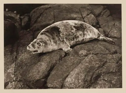 Great Grey Seal, by Zoological Photographic Club
