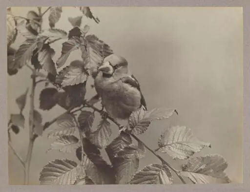 Hawfinch, by Zoological Photographic Club