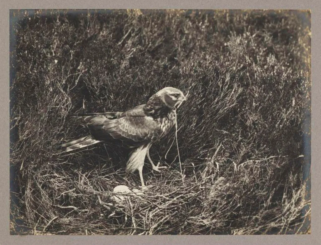 Hen Harrier, by Zoological Photographic Club, photographic
