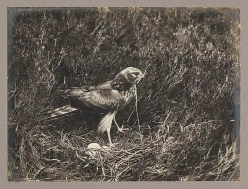 Hen Harrier, by Zoological Photographic Club