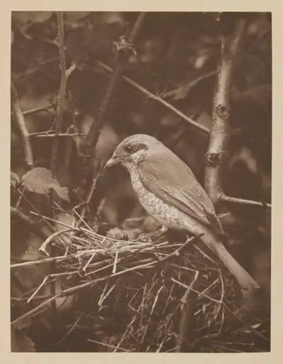 Hen Red-backed Shrike, by Zoological Photographic Club