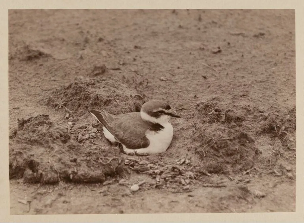 Kentish Plover, by Zoological Photographic Club, photographic