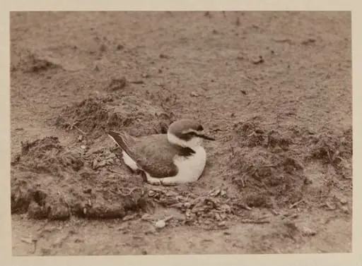 Kentish Plover, by Zoological Photographic Club