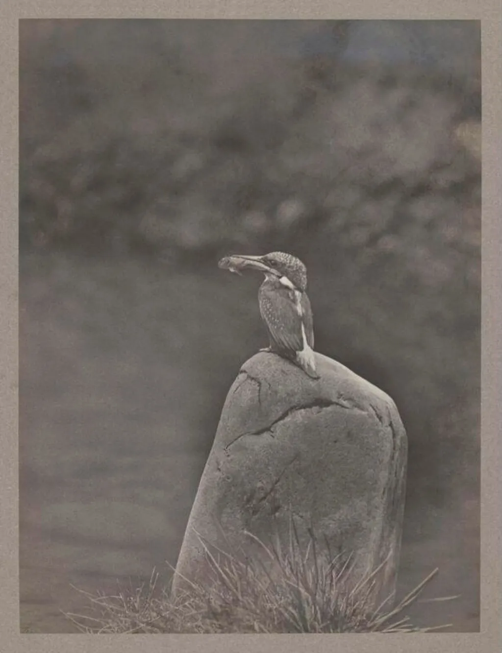 Kingfisher, by Zoological Photographic Club, photographic
