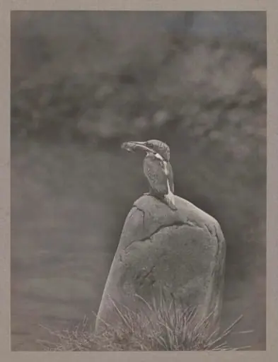 Kingfisher, by Zoological Photographic Club