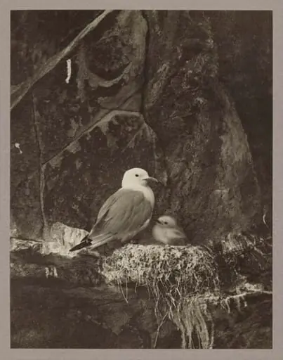 Kittiwake, by Zoological Photographic Club
