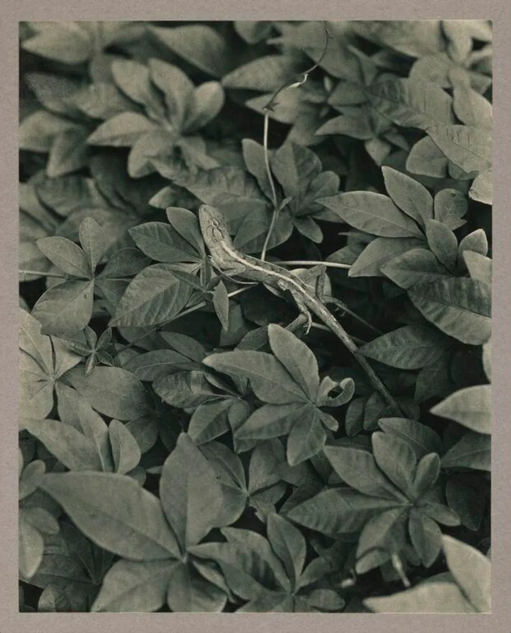 Lizard, by Zoological Photographic Club, photographic