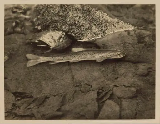Loch Leven Trout, by Zoological Photographic Club