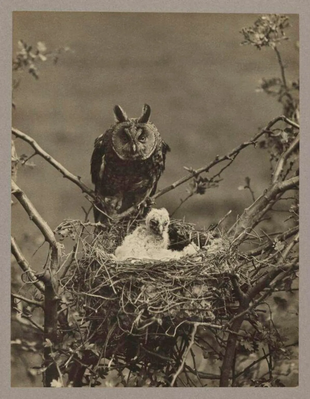 Long Eared Owl, by Zoological Photographic Club, photographic